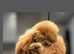 Teacup maltipoo