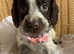 SPANIEL PUPPIES 5 girls available