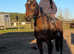 Beautiful big bay allrounder gelding
