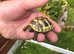 Hermann tortoises for sale no offers please