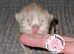 GCCF REGISTERED BRITISH LONGHAIR KITTEN