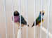 Gouldian finches for sale