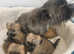 Cairn Terrier Puppies