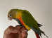 Silly Tame Mutation handreared Conure parrots