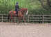 EVENTER in the making 17.1hh ID X gelding proven hunter/allrounder