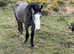 Registered NF Gelding