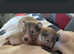 Kc registered Shetland sheepdog puppies