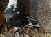 Pigeon