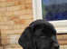 Adorable Labrador Retriever Puppies Looking for Their Forever Homes