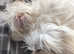Maltese puppies: last girl