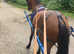 Gorgeous Bay hackney pony stallion 12.2 ANYONE INTERESTED BEFORE HES GELDED