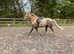 Ride & Drive Geldings