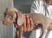 1 boy left READY NOW. ISSABELLA DAPPLED DACHSHUND PUPPIES FOR SALE