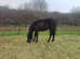 12 month old quantock pony project