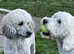 St Berdoodle F1bb ( Saints Bernard x Standard Poodle)