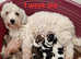 Amazing Havanese KC