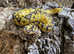 Pastel Clown Royal Python at Birmingham Reptiles