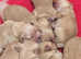 KC Reg Golden Retriever Girls- Health Tested Parents