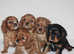 Cavalier King Charles Spaniel KC puppies
