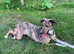 Amazing Collie x Lurcher Puppies