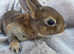 Beautiful baby boys mini rex Gorgeous colours