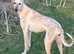 Gorgeous saluki girl
