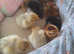 Day old Pekin Bantam chicks