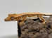 Baby crested gecko- Lilly white