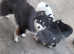 Tiny toy F4 POMSKY PUPPIES