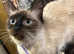 RAGDOLL MIX FEMALE KITTEN READY NOW