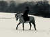 Breed in the purple Welsh section B mare