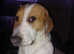 Beautiful foxhound for sale