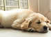 Golden Retriever, near Greater Manchester