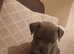 Stunning staffy puppies 3 Little girls left from litter of 7 looking for new slaves