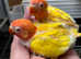 Lutino Opaline