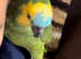 Fully tame talkative Amazon parrot