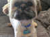 8 MONTH OLD SHIH TZU FOR SALE