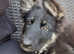 GSD black tan female