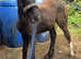 Black filly foal to make 15+