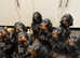 Gordon Setter Pups