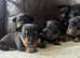 Lancashire Heeler  puppy