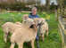 Four Castrated Male Alpacas Headcollar and Walking Trained