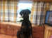Dobermann Bitch For Sale