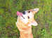 Female Corgi Pembroke
