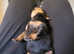 1 boy 1 girl rottweiler