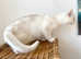 Reverie Rare Copper Silver British Shorthair