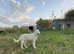 Central Asian shepherds
