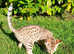 Savannah kitten - READY NOW