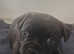 Quality puppies 1 boy 2 girls KC REG