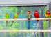 Rosella